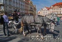Carriage rides